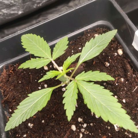Thunder Banana Auto  growlog timeline photo