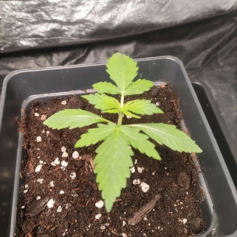 Purple Punch Auto growlog timeline photo