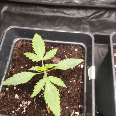 Thunder Banana Auto  growlog timeline photo