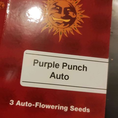 Purple Punch Auto growlog timeline photo