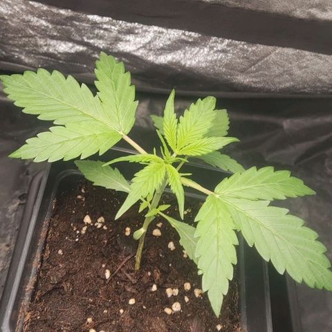 Purple Punch Auto growlog timeline photo