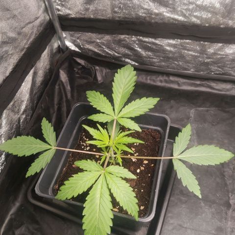 Thunder Banana Auto  growlog timeline photo