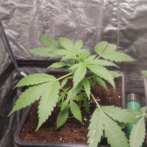 Purple Punch Auto growlog timeline photo