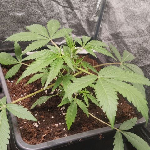 Thunder Banana Auto  growlog timeline photo