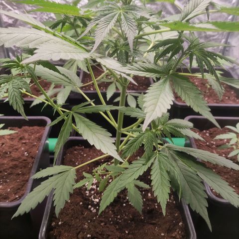 Purple Punch Auto growlog timeline photo