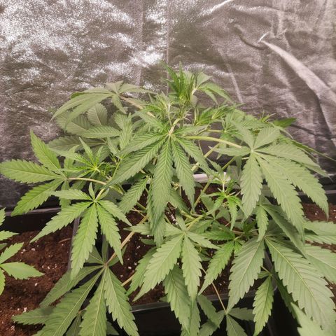Thunder Banana Auto  growlog timeline photo