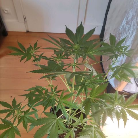 Purple Punch Auto growlog timeline photo