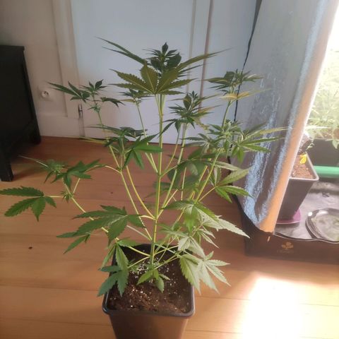 Purple Punch Auto growlog timeline photo