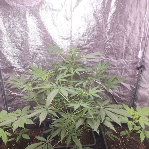 Thunder Banana Auto  growlog timeline photo