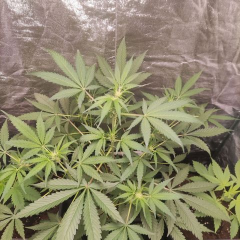 Thunder Banana Auto  growlog timeline photo