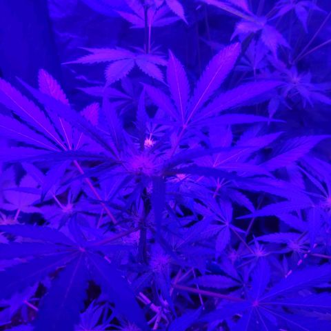 Thunder Banana Auto  growlog timeline photo