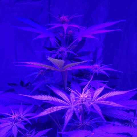 Purple Punch Auto growlog timeline photo