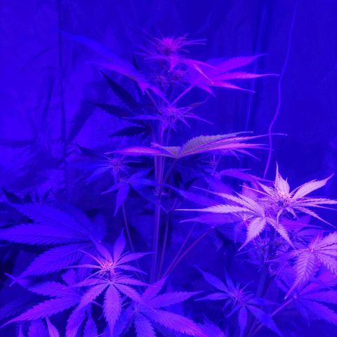 Purple Punch Auto growlog timeline photo