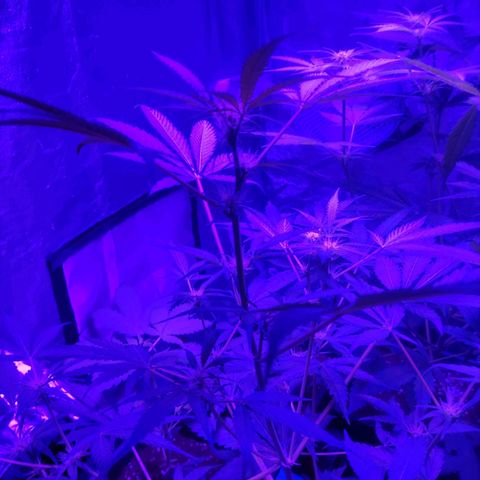 Thunder Banana Auto  growlog timeline photo
