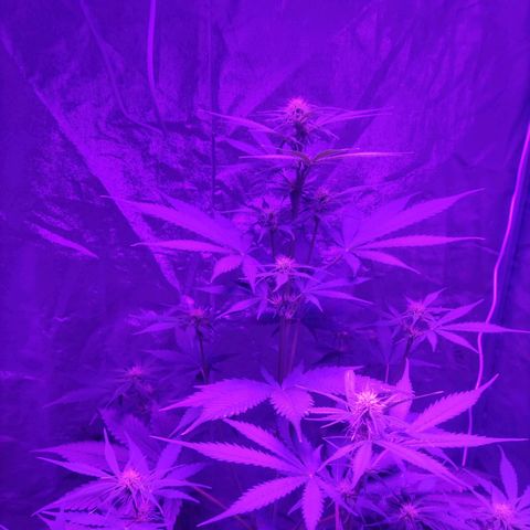 Purple Punch Auto growlog timeline photo