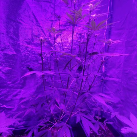 Purple Punch Auto growlog timeline photo