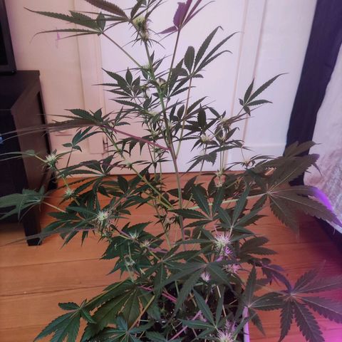 Thunder Banana Auto  growlog timeline photo