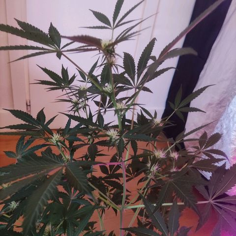 Thunder Banana Auto  growlog timeline photo