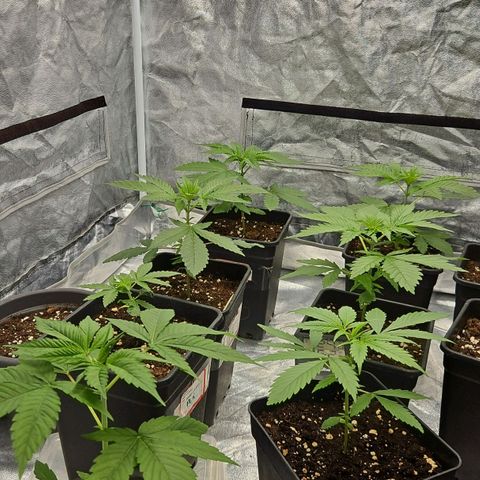 Purple Cookie Kush growlog timeline photo