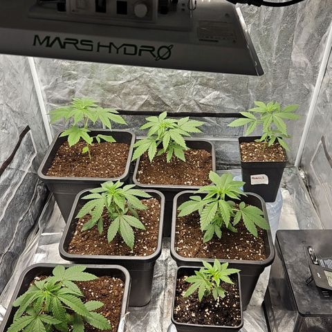 Purple Cookie Kush growlog timeline photo