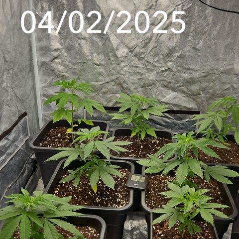 Purple Cookie Kush growlog timeline photo