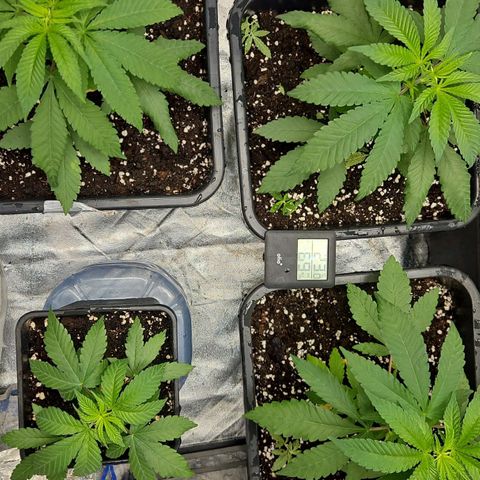 Purple Cookie Kush growlog timeline photo