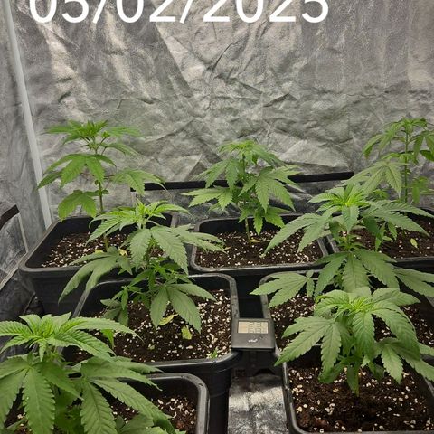 Purple Cookie Kush growlog timeline photo