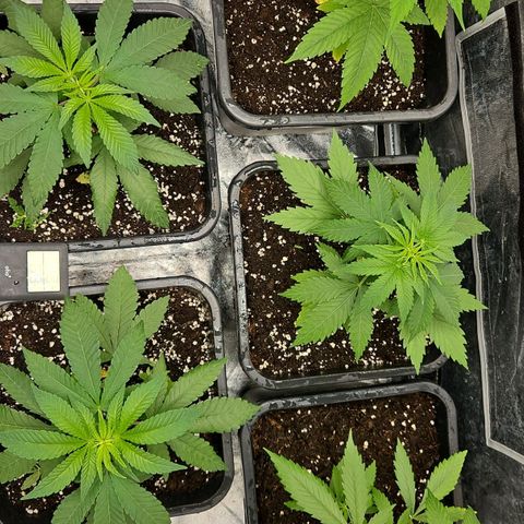 Purple Cookie Kush growlog timeline photo