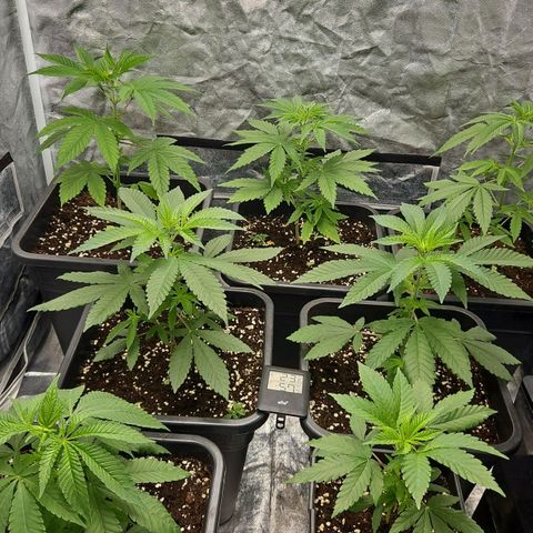 Purple Cookie Kush growlog timeline photo