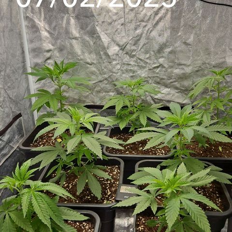 Purple Cookie Kush growlog timeline photo