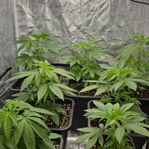 Purple Cookie Kush growlog timeline photo