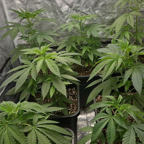 Purple Cookie Kush growlog timeline photo