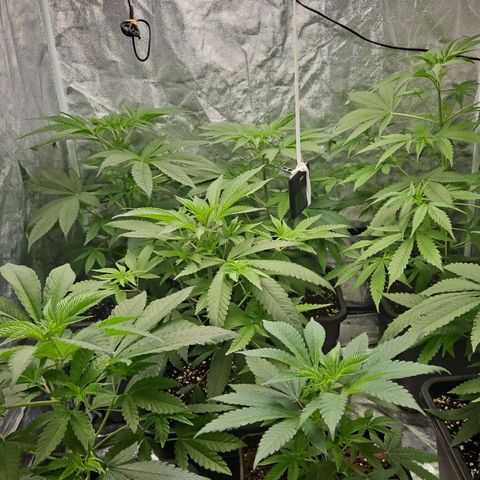 Purple Cookie Kush growlog timeline photo