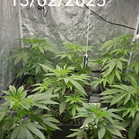Purple Cookie Kush growlog timeline photo