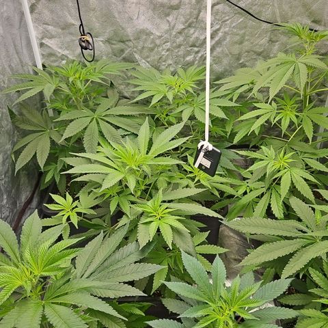 Purple Cookie Kush growlog timeline photo