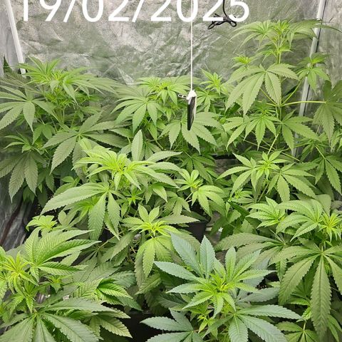 Purple Cookie Kush growlog timeline photo
