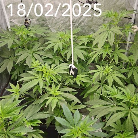 Purple Cookie Kush growlog timeline photo