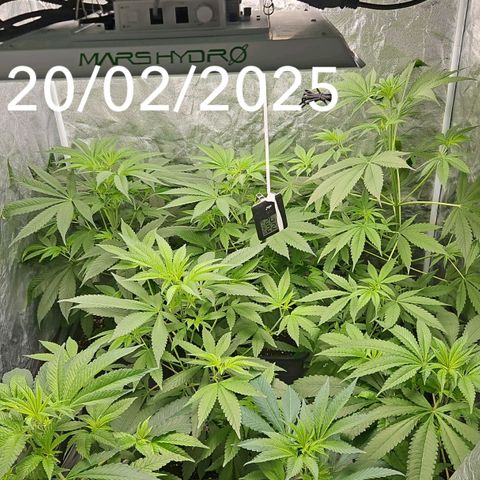Purple Cookie Kush growlog timeline photo