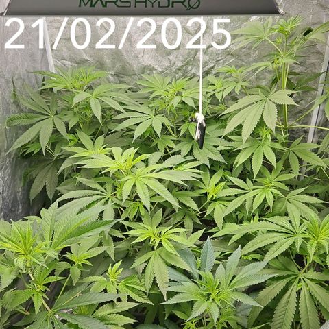 Purple Cookie Kush growlog timeline photo