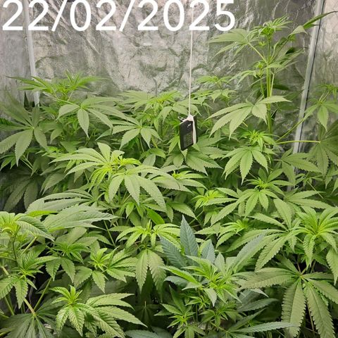 Purple Cookie Kush growlog timeline photo