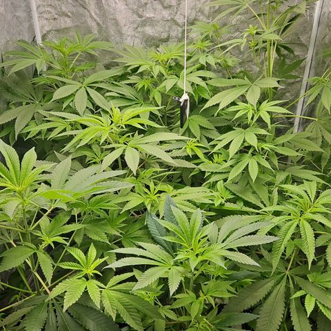 Purple Cookie Kush growlog timeline photo
