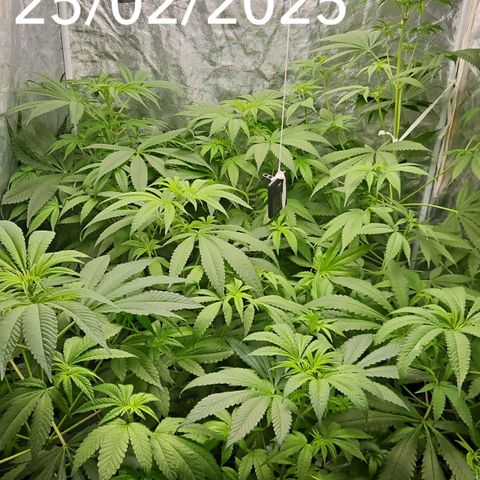 Purple Cookie Kush growlog timeline photo
