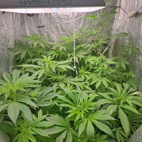 Purple Cookie Kush growlog timeline photo