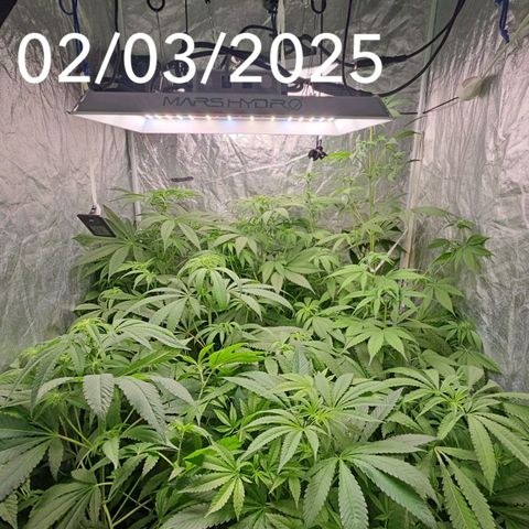 Purple Cookie Kush growlog timeline photo