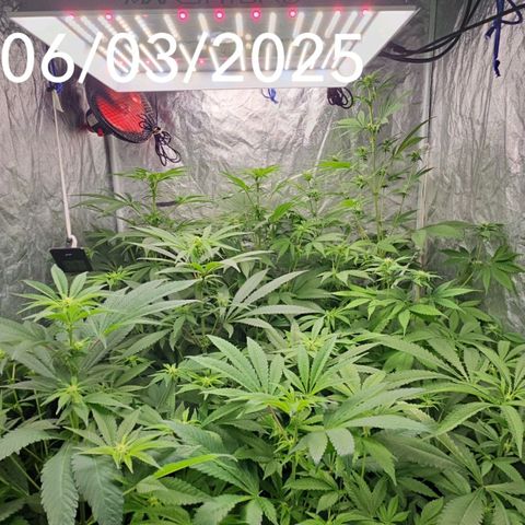 Purple Cookie Kush growlog timeline photo