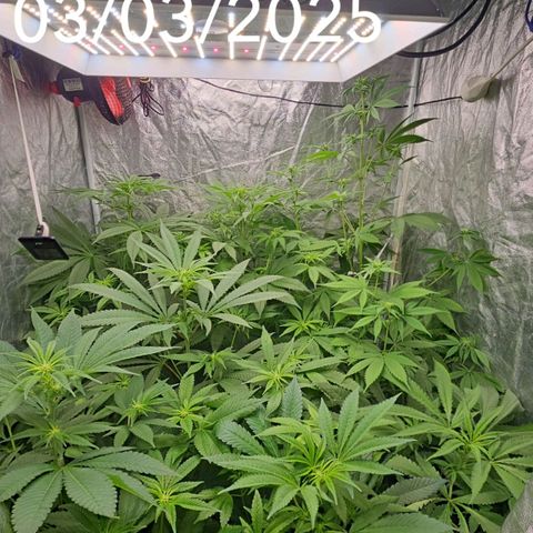 Purple Cookie Kush growlog timeline photo