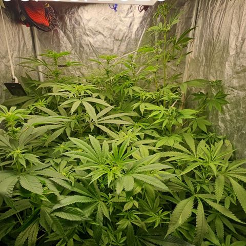 Purple Cookie Kush growlog timeline photo