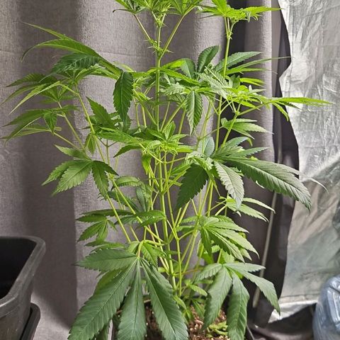 Purple Cookie Kush growlog timeline photo