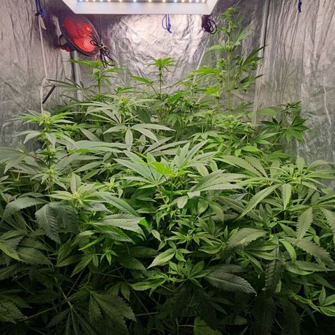 Purple Cookie Kush growlog timeline photo