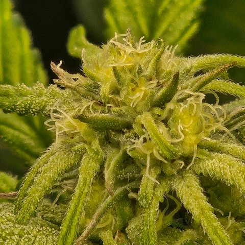 Purple Cookie Kush growlog timeline photo